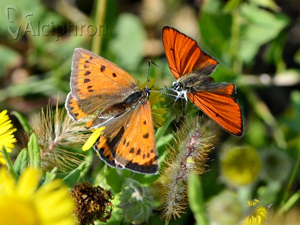 Lycaena dispar