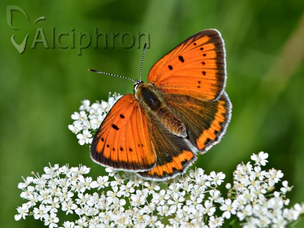 Lycaena dispar