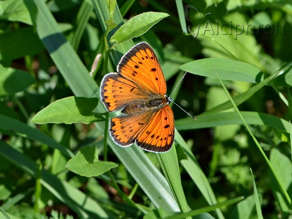 Lycaena dispar