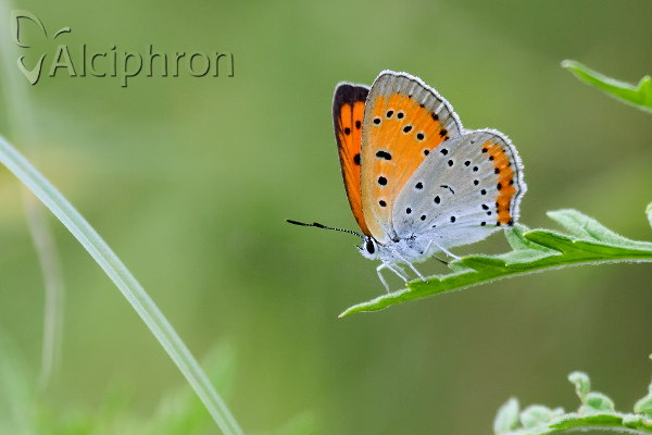 Lycaena dispar