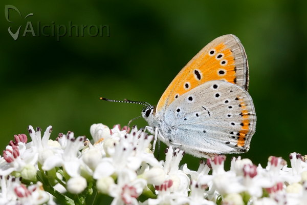Lycaena dispar