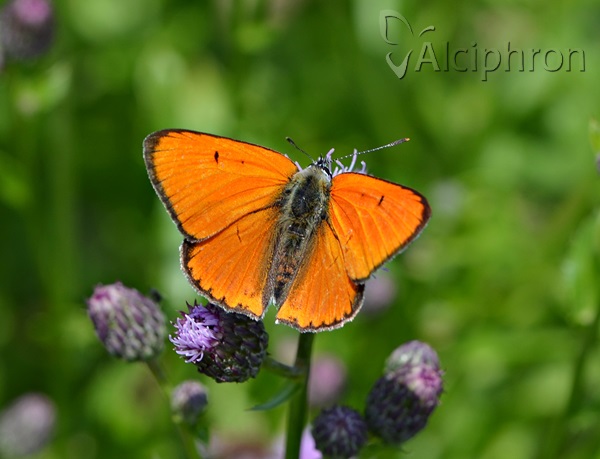 Lycaena dispar