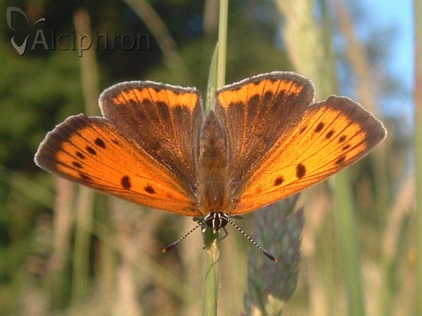 Lycaena dispar