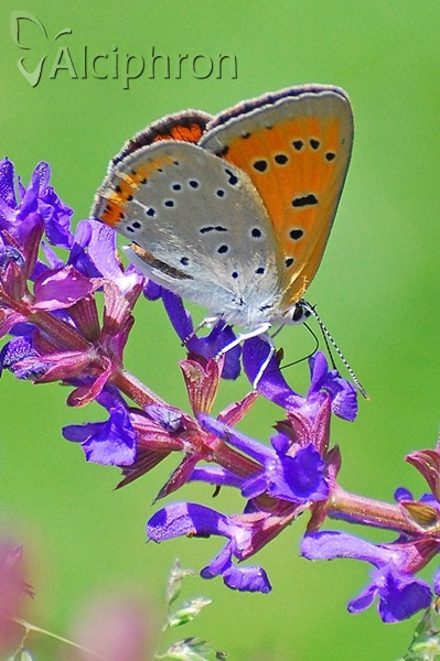 Lycaena dispar