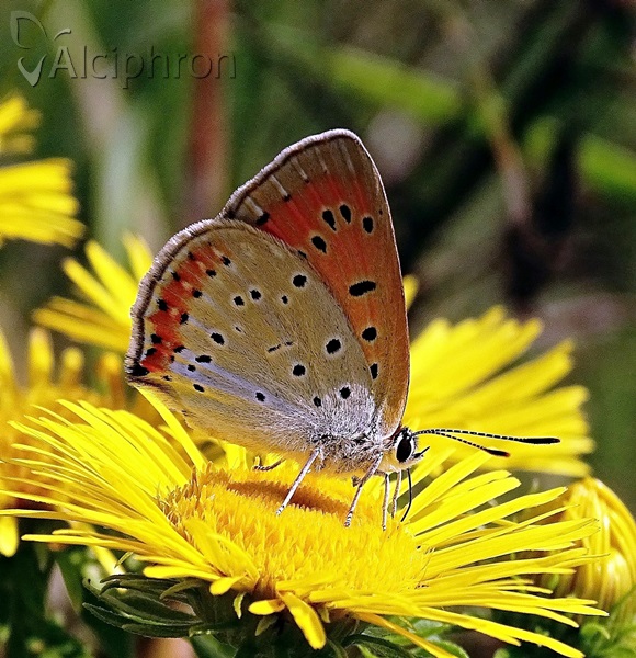 Lycaena dispar
