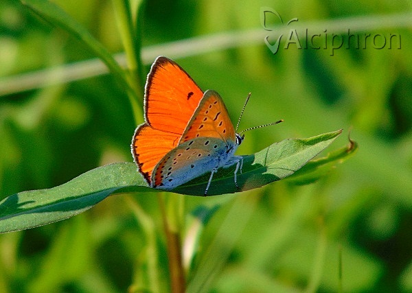 Lycaena dispar