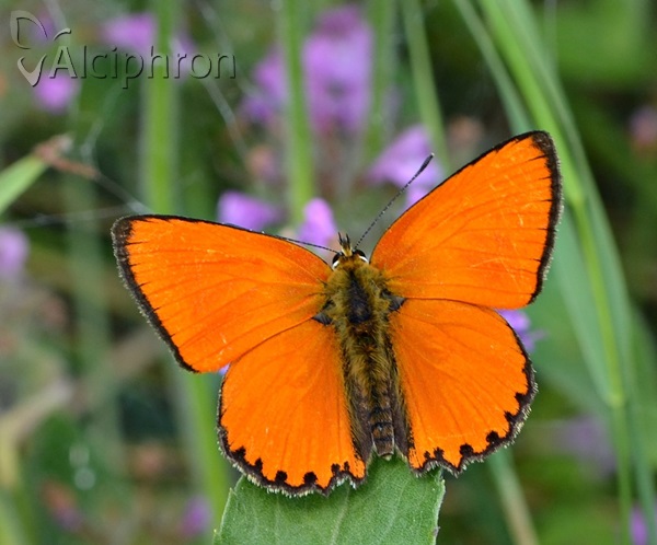 Lycaena virgaureae