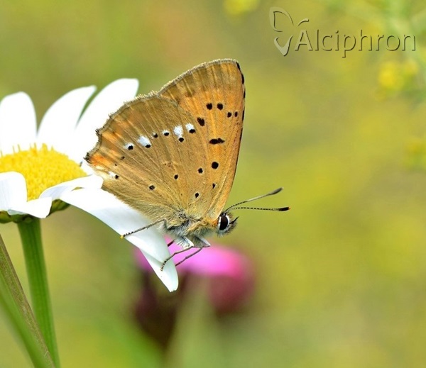 Lycaena virgaureae