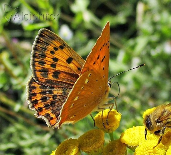 Lycaena virgaureae