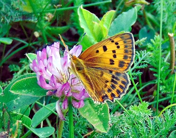 Lycaena virgaureae