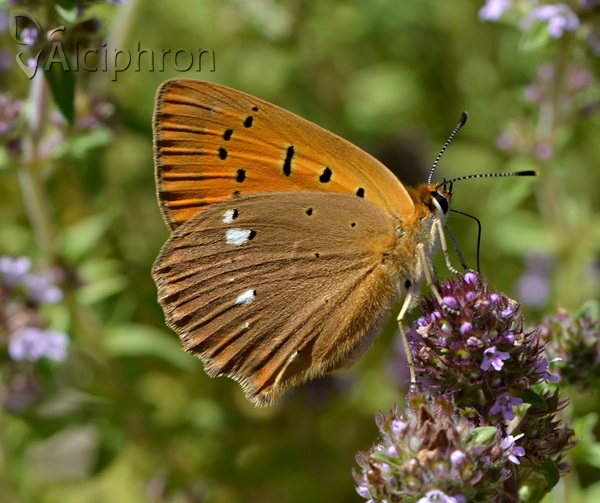 Lycaena virgaureae