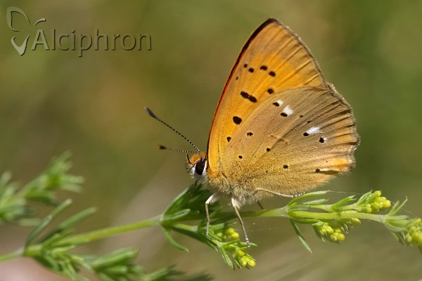 Lycaena virgaureae