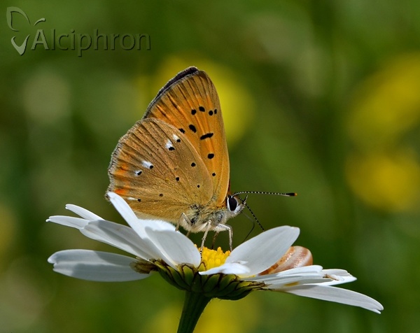 Lycaena virgaureae