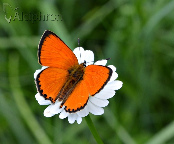 Lycaena virgaureae