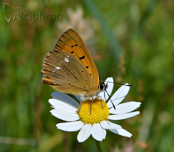 Lycaena virgaureae