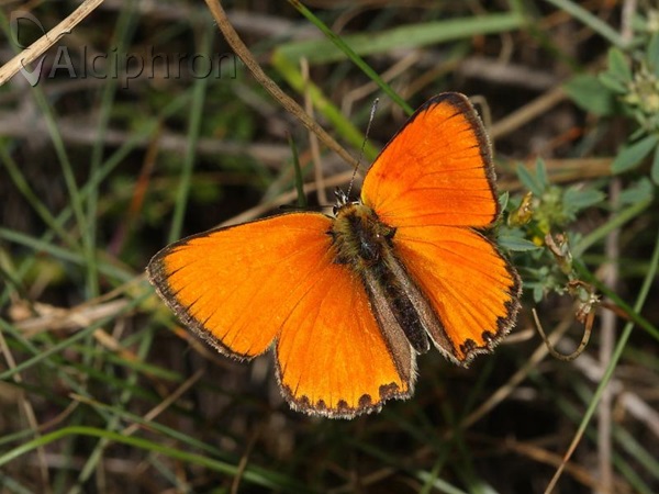Lycaena virgaureae