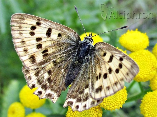 Lycaena virgaureae