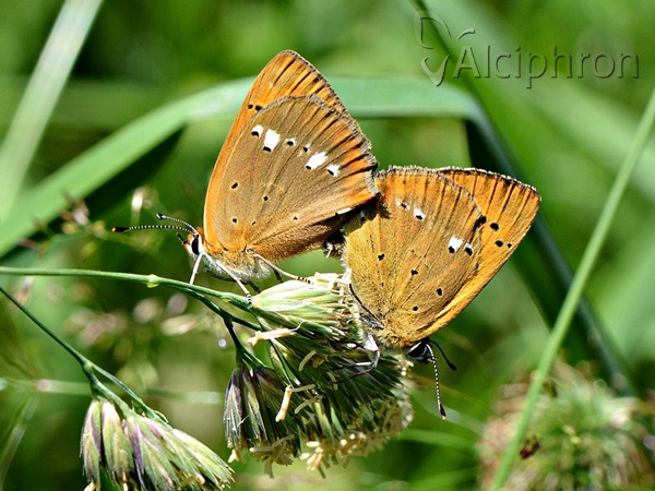 Lycaena virgaureae