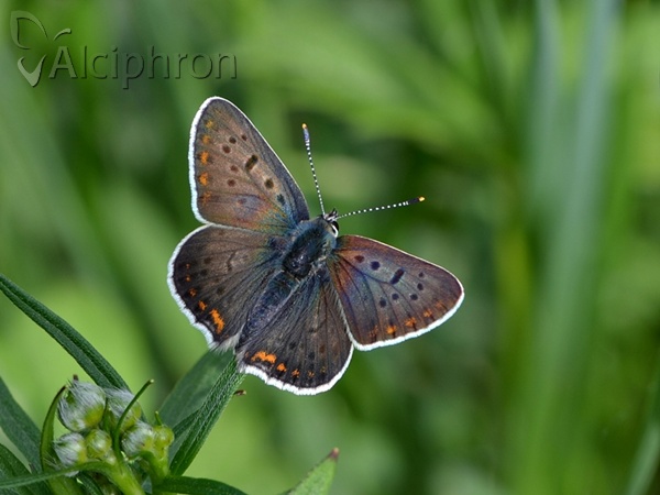 Lycaena tityrus