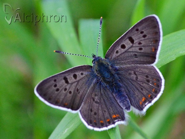 Lycaena tityrus