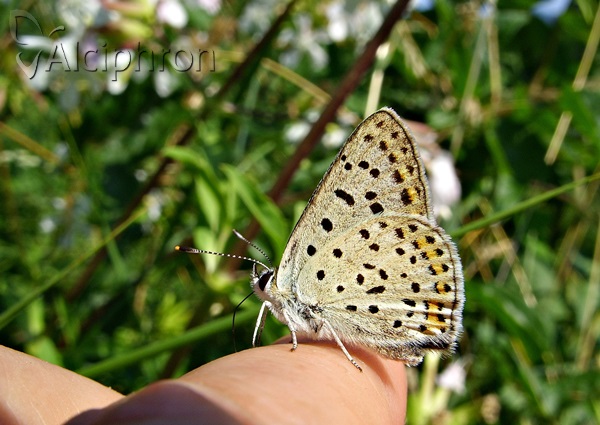 Lycaena tityrus