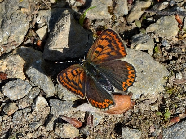 Lycaena tityrus