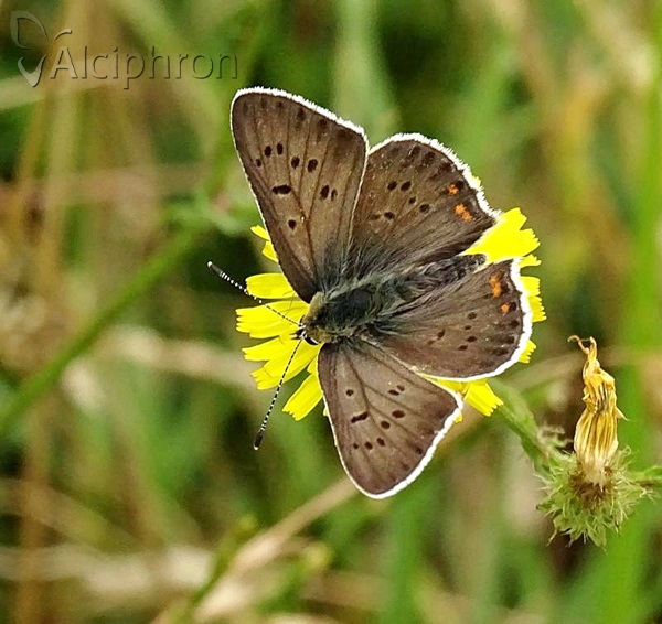 Lycaena tityrus