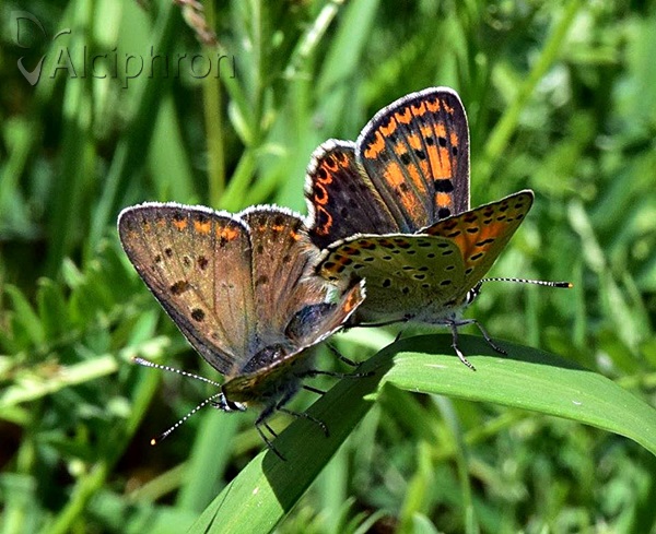 Lycaena tityrus
