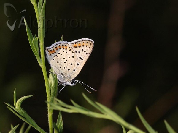 Lycaena tityrus
