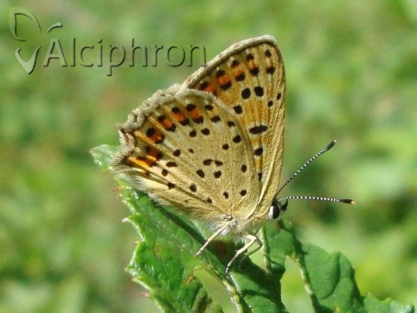 Lycaena tityrus