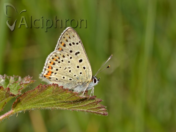 Lycaena tityrus