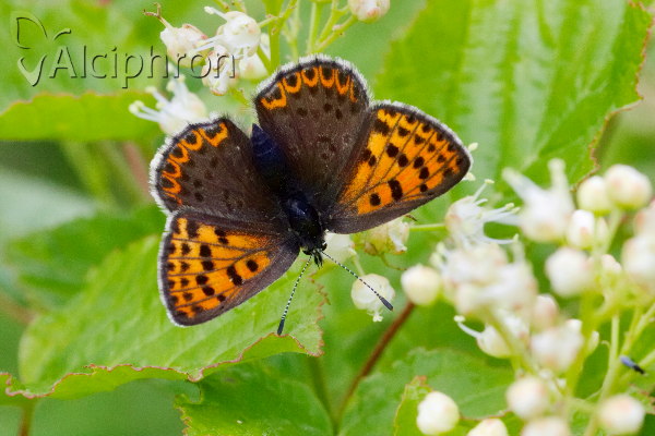 Lycaena tityrus