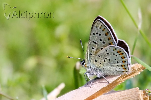 Lycaena tityrus