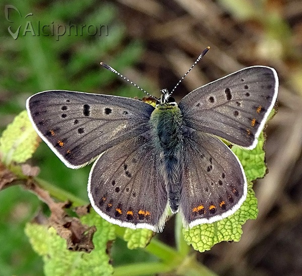 Lycaena tityrus