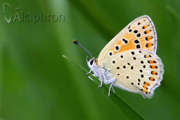 Lycaena tityrus