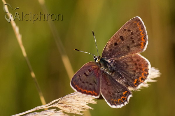 Lycaena tityrus