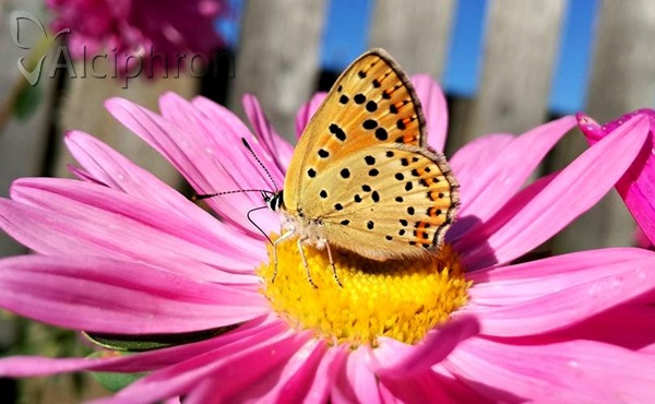 Lycaena tityrus