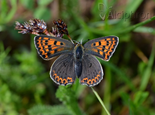 Lycaena tityrus