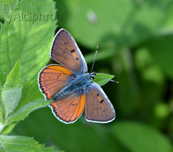 Lycaena alciphron