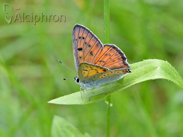 Lycaena alciphron