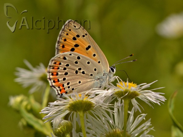 Lycaena alciphron