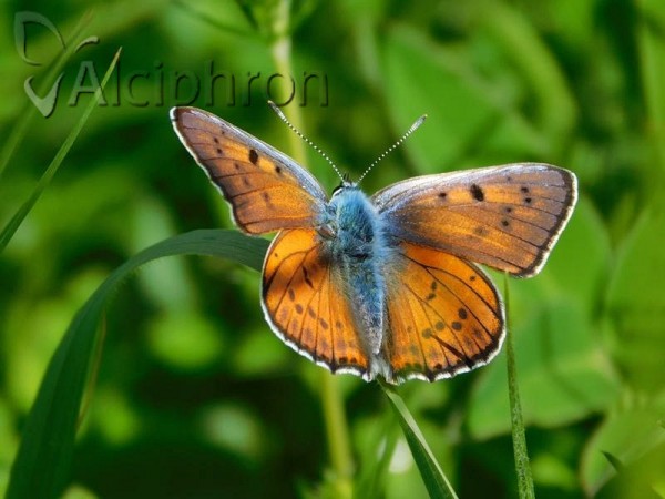 Lycaena alciphron