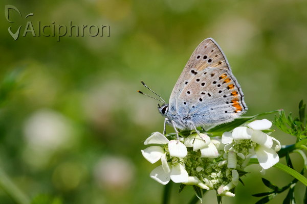 Lycaena alciphron
