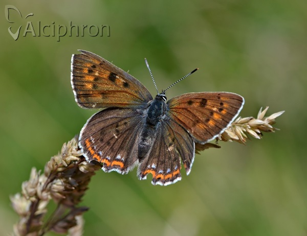 Lycaena alciphron