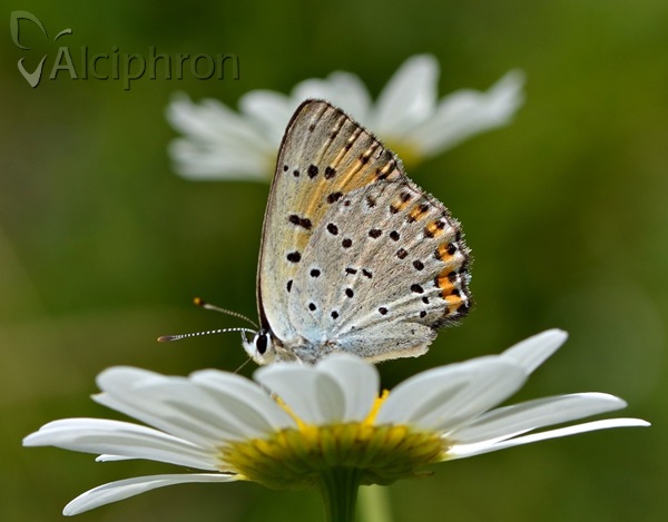 Lycaena alciphron