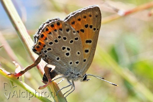 Lycaena alciphron