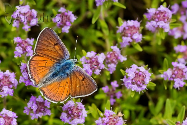 Lycaena alciphron