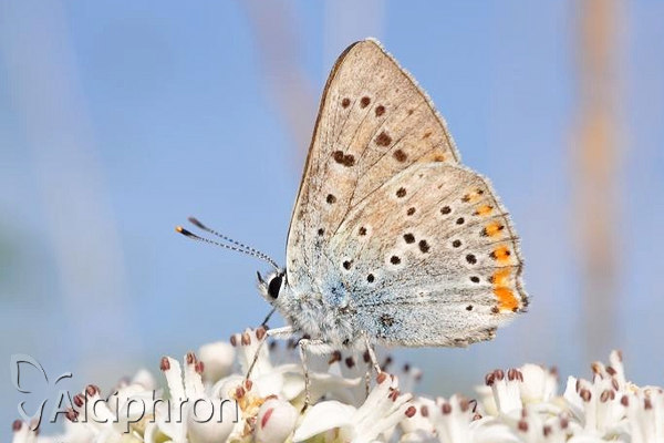 Lycaena alciphron