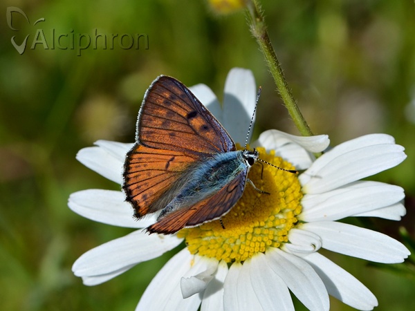 Lycaena alciphron