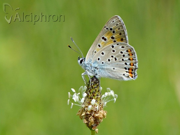 Lycaena alciphron
